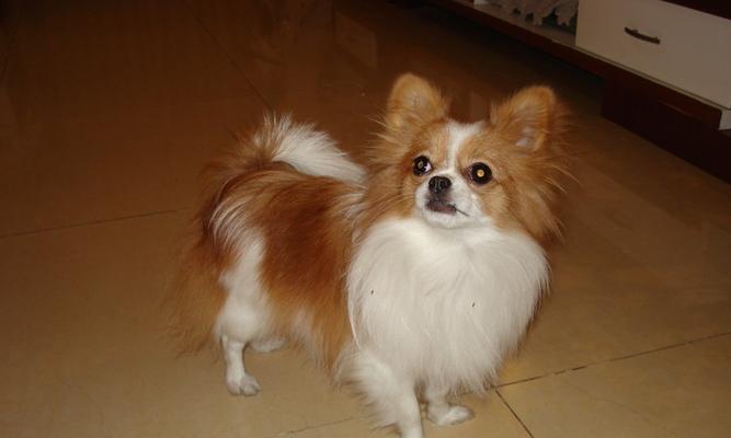 宠物蝴蝶犬的饮食指南（从健康、美容、口感三个角度出发，让你的蝴蝶犬吃得健康美味）