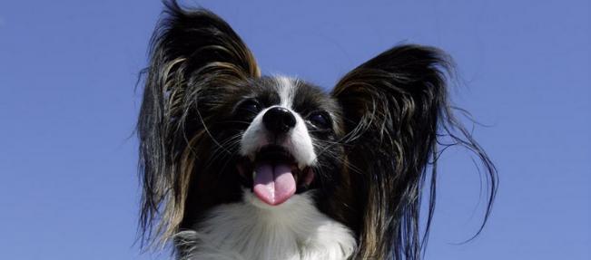 蝴蝶犬的智商究竟有多高？（与二哈相比，蝴蝶犬真的更聪明吗？）