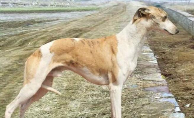 探秘最萌宠物——惠比特犬（了解惠比特犬的品种特点、适应性以及养护技巧）
