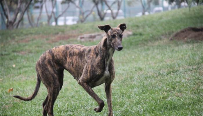 探秘最萌宠物——惠比特犬（了解惠比特犬的品种特点、适应性以及养护技巧）