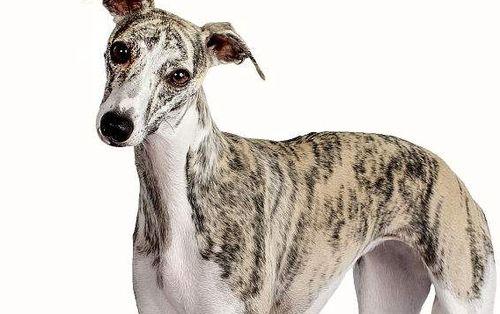 探秘最萌宠物——惠比特犬（了解惠比特犬的品种特点、适应性以及养护技巧）