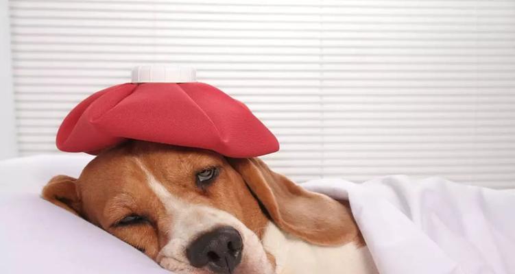 狗狗的体温一定要知道！（为你的宠物保健把握好体温，避免健康危机。）