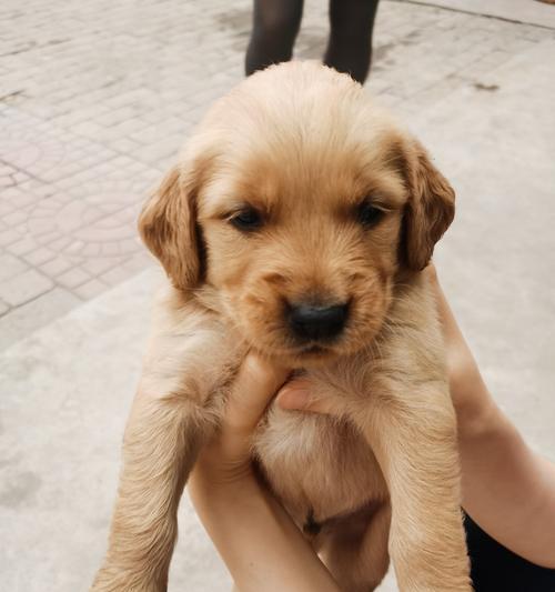 探秘金毛幼犬的特征与魅力（从外貌到性格，一一揭秘金毛幼犬的可爱之处）