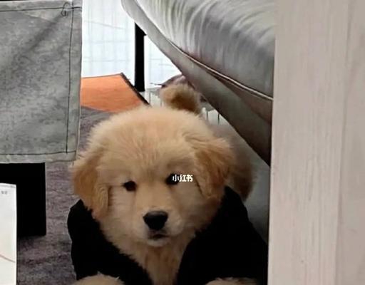 探秘金毛幼犬的特征与魅力（从外貌到性格，一一揭秘金毛幼犬的可爱之处）