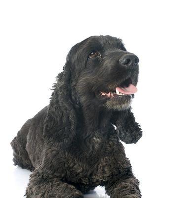 可卡犬的分类与特征（探寻不同类型可卡犬的魅力）