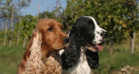 可卡犬的分类与特征（探寻不同类型可卡犬的魅力）