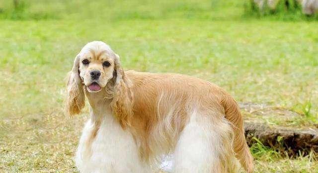 探秘可爱的可卡犬（了解可卡犬的小档案，让宠物生活更健康）