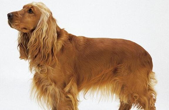 三个月可卡犬养护全攻略（从宠物到好伙伴，只需三个月）