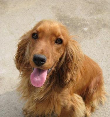 三个月可卡犬养护全攻略（从宠物到好伙伴，只需三个月）
