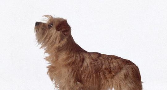 《罗福梗小档案》——探秘这个可爱的宠物品种