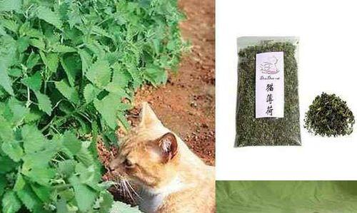 揭秘猫咪心中的最爱——猫薄荷（探究猫薄荷的种类与作用，解析猫咪为何钟情于它）