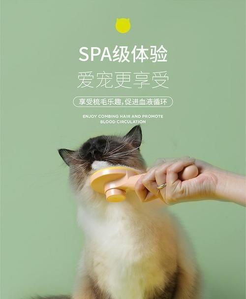 如何训练你的猫咪（从基础训练到高级技巧，让你的宠物成为听话的小天使）