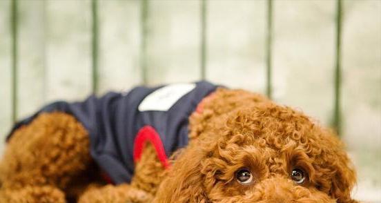 一月养泰迪犬攻略（宠物新手必备，一步步教你成为优秀主人）