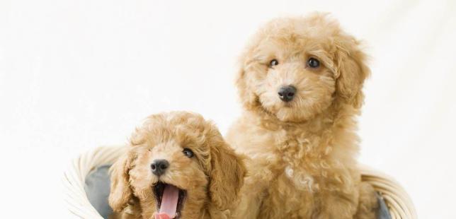 一月养泰迪犬攻略（宠物新手必备，一步步教你成为优秀主人）