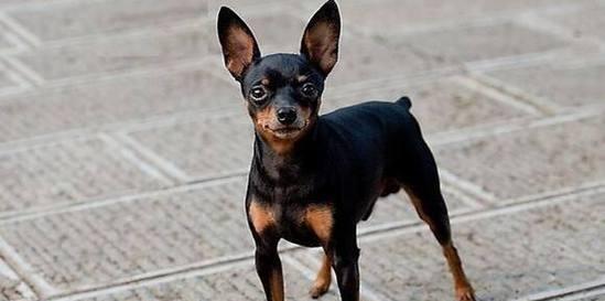 小鹿犬到底爱不爱叫？（宠物养护知识全面解析）