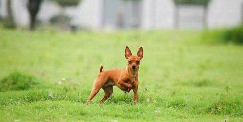 小鹿犬的寿命（探讨小鹿犬寿命的影响因素与提升方法）