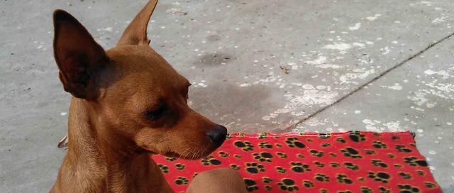 小鹿犬的性格特点（了解小鹿犬，与宠物更亲近）