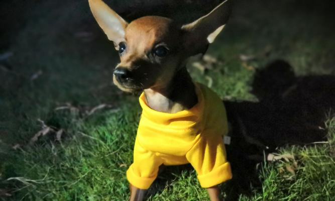 小鹿犬（以温顺为特点的宠物犬种，小鹿犬怎么样？）