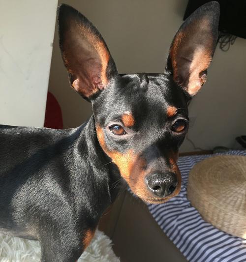 小鹿犬（以温顺为特点的宠物犬种，小鹿犬怎么样？）