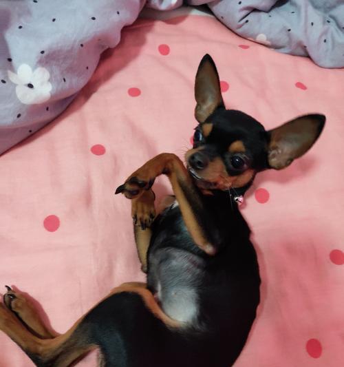 小鹿犬（以温顺为特点的宠物犬种，小鹿犬怎么样？）
