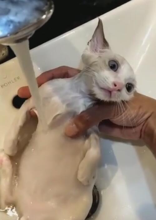 如何为宠物小猫洗澡（小猫洗澡的步骤和注意事项）