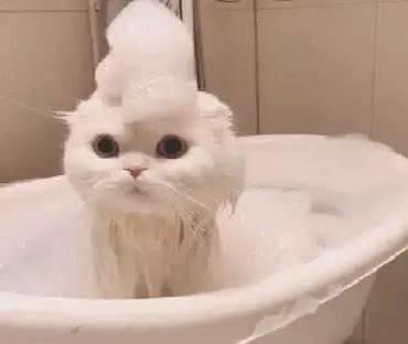 如何为宠物小猫洗澡（小猫洗澡的步骤和注意事项）