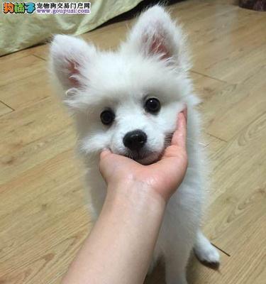 银狐犬——易养宠物的首选（照顾银狐犬的技巧和注意事项）