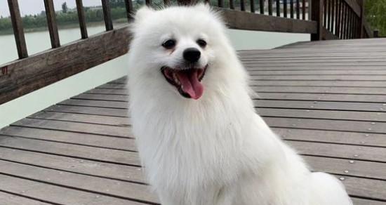 如何科学养护银狐犬——宠物银狐犬的养护方法（从喂食、生活环境到健康管理，让你的银狐犬健康成长）