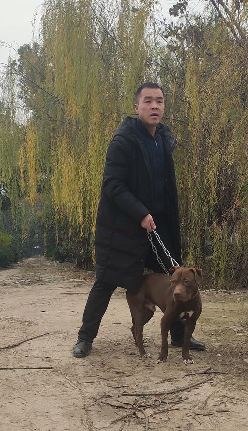 养比特犬的技巧（宠物爱好者必读，了解如何照顾你的比特犬）
