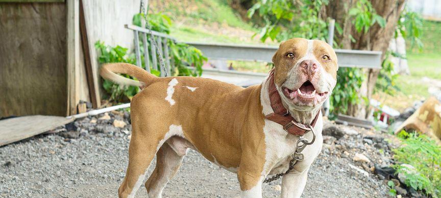 养比特犬的技巧（宠物爱好者必读，了解如何照顾你的比特犬）