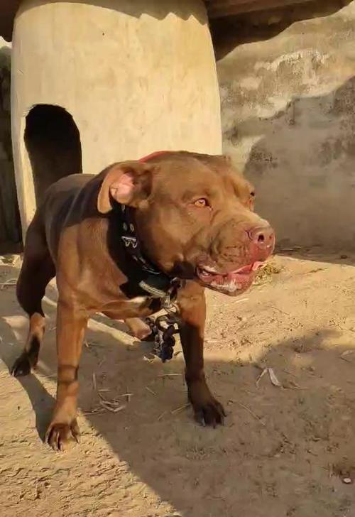 养比特犬的技巧（宠物爱好者必读，了解如何照顾你的比特犬）
