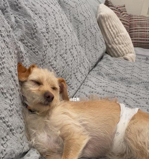 宠物狗睡眠照顾全攻略（让你的狗狗健康睡眠，快乐成长）