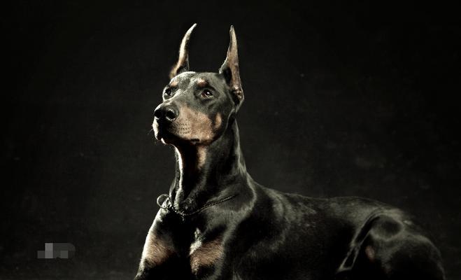 迷你杜宾犬的饮食健康指南（营养均衡，健康成长）