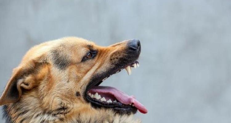 如何帮助五个月大的宠物狗狗缓解咳嗽（从饮食到运动，关注细节维护宠物健康）