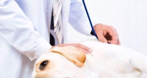 如何帮助五个月大的宠物狗狗缓解咳嗽（从饮食到运动，关注细节维护宠物健康）