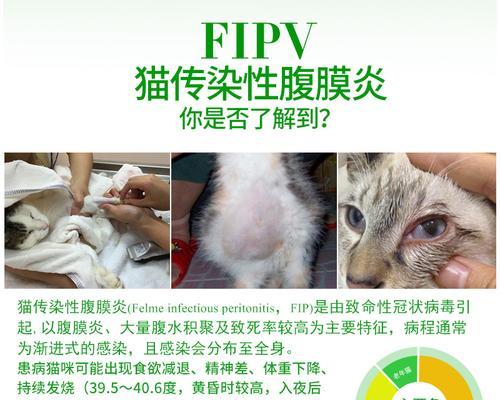 狗的腹膜炎——怎样预防和治疗（宠物狗常见的肠胃疾病，腹膜炎怎么办？）