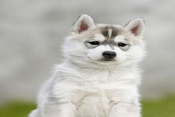 哈士奇犬瘟治疗指南（以宠物为主，帮助你的哈士奇重获健康）