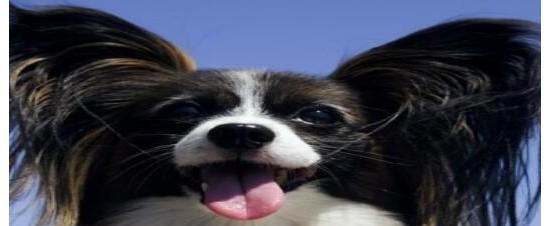 蝴蝶犬的恐惧（从宠物的角度探究蝴蝶犬的内心世界）