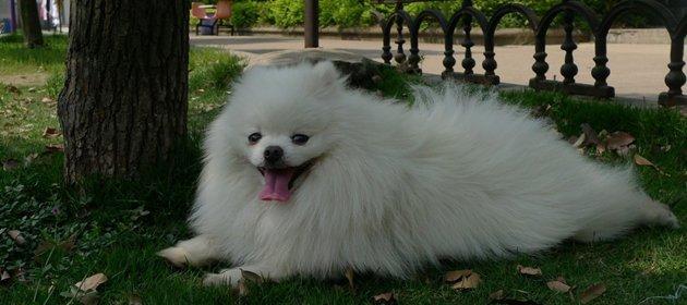 如何应对蝴蝶犬拉稀呕吐问题（解决宠物腹泻的秘诀）