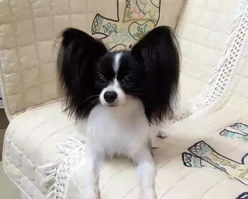 浅谈蝴蝶犬的体型与饲养（以小型宠物为例探讨蝴蝶犬的身形特征及相关养护知识）