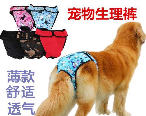 金毛月经周期及注意事项（宠物主人必知的信息）