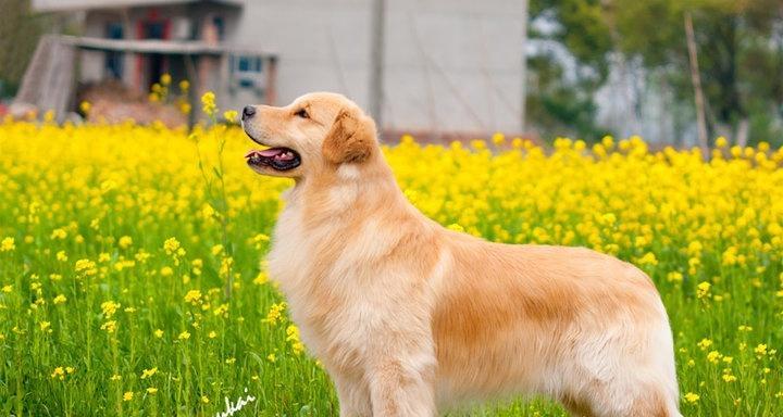 揭秘金毛犬的攻击性——它们真的会咬人吗？（以宠物为主，探讨金毛犬的性格特点和培养方法）