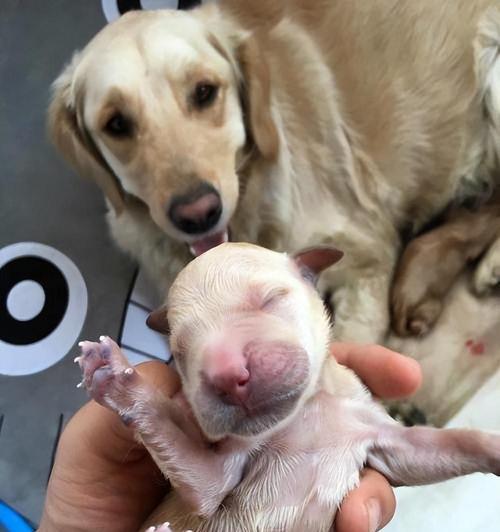 揭秘金毛犬的攻击性——它们真的会咬人吗？（以宠物为主，探讨金毛犬的性格特点和培养方法）