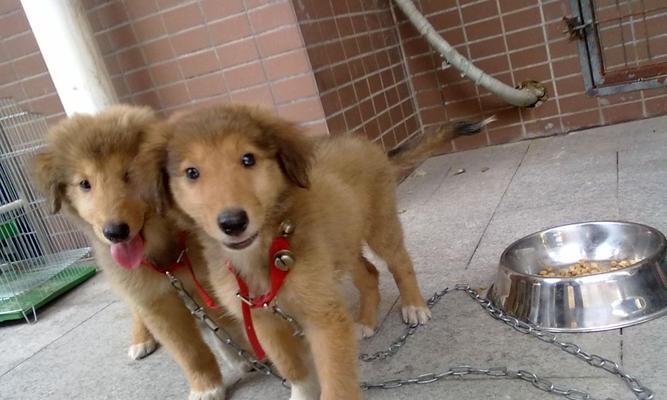 揭秘金毛犬的攻击性——它们真的会咬人吗？（以宠物为主，探讨金毛犬的性格特点和培养方法）