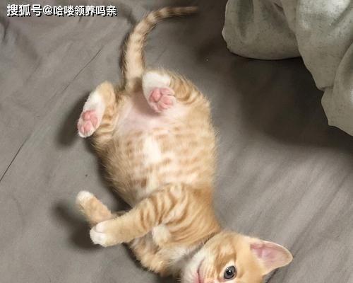 如何养一只不易发胖的橘猫？（15个小技巧帮助宠物保持健康体型）