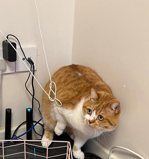 如何养一只不易发胖的橘猫？（15个小技巧帮助宠物保持健康体型）