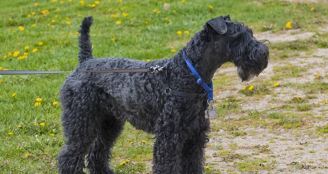 探秘凯利蓝梗犬的性格与培养方法（以宠物为主，关注它的行为和健康）