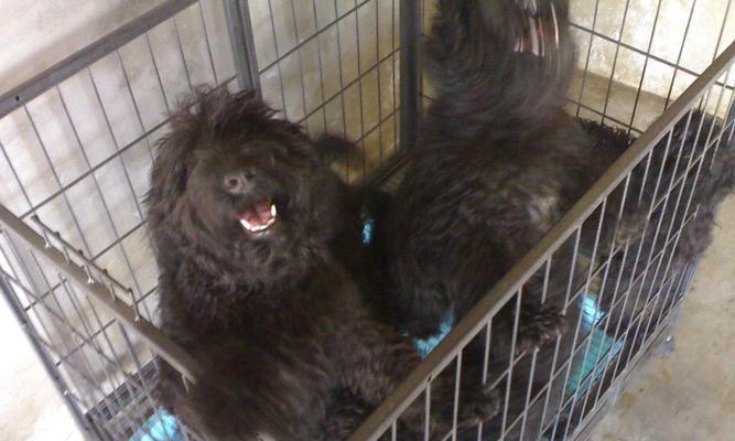 探秘凯利蓝梗犬的性格与培养方法（以宠物为主，关注它的行为和健康）
