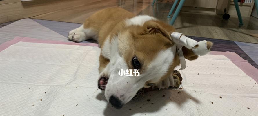 宠物狗的牙齿如何保护？柯基品种告诉你（15个小妙招帮助你照顾柯基的牙齿）