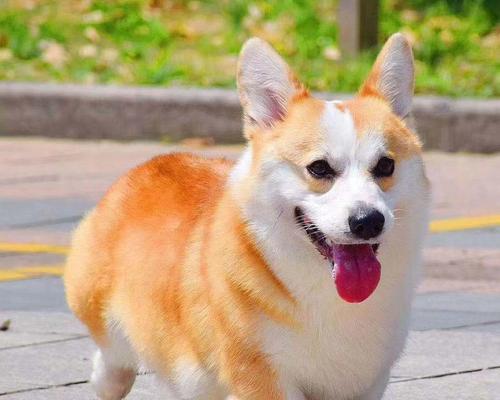 如何分辨纯种柯基犬？（从外观、品种标准和血统纯正度三个方面入手）